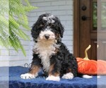 Piper - Male Bernedoodle (Miniature) Puppy for Sale - Photo #2