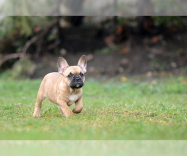 Medium Photo #19 French Bulldog Puppy For Sale in Kiskoros, Bacs-Kiskun, Hungary
