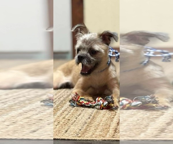 Medium Photo #2 Mutt Puppy For Sale in Dallas, TX, USA