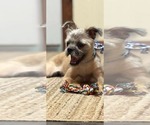 Small #1 Mutt