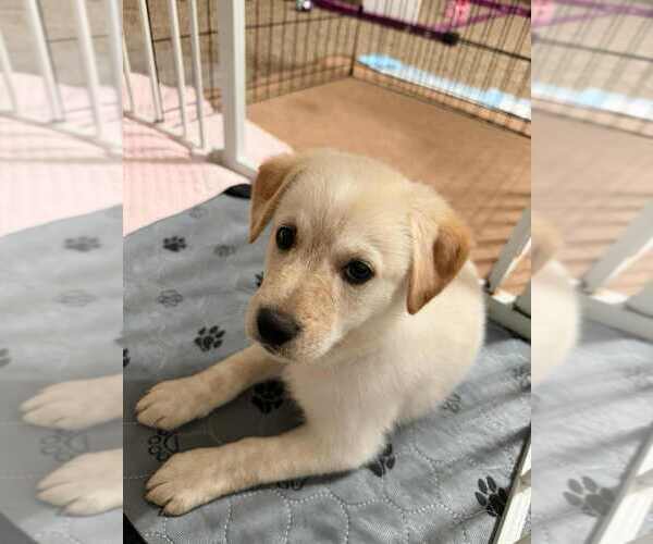 Medium Photo #6 Mutt Puppy For Sale in San Diego, CA, USA