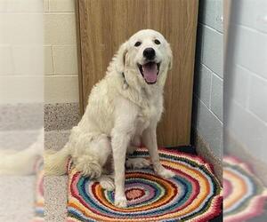 Great Pyrenees Dogs for adoption in Brighton, CO, USA