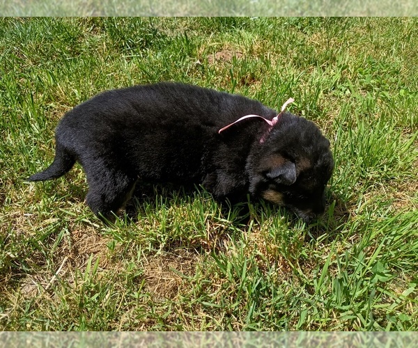 Medium Photo #2 German Shepherd Dog Puppy For Sale in OAK GROVE, OR, USA