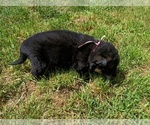Small #1 German Shepherd Dog