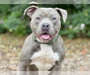 American Staffordshire Terrier-Unknown Mix Dogs for adoption in Tavares, FL, USA