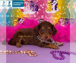 Dachshund Puppy for sale in WINNSBORO, LA, USA