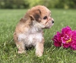 Small #9 Morkie