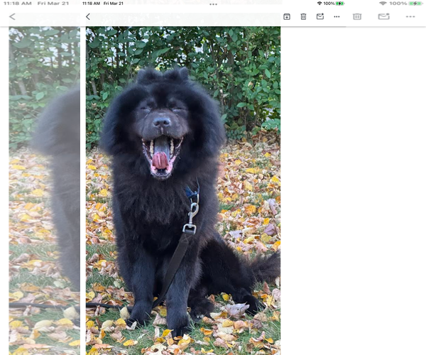 Medium Photo #2 Chow Chow Puppy For Sale in Prescott, Ontario, Canada