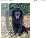 Small #1 Chow Chow