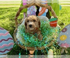 Double Doodle Puppy for sale in FRIENDSWOOD, TX, USA
