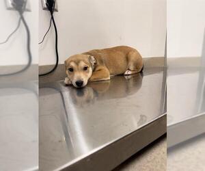 Gerberian Shepsky Dogs for adoption in Baytown, TX, USA