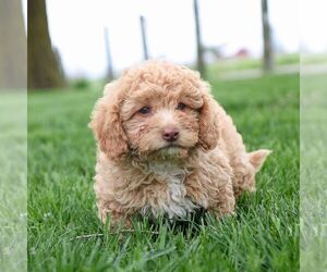 Cavapoo Puppy for sale in ARTHUR, IL, USA