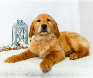 Golden Retriever Litter for sale in WAKARUSA, IN, USA