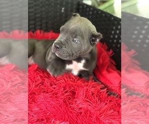 Cane Corso Puppy for sale in COLUMBIA, SC, USA