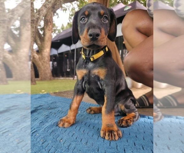 Medium Photo #16 Doberman Pinscher Puppy For Sale in MIAMI, FL, USA