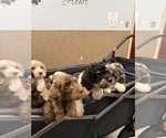 Small #9 Goldendoodle