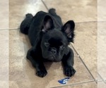 Small #2 French Bulldog