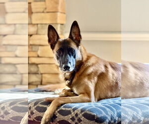 Mutt Dogs for adoption in Stevens Point, WI, USA