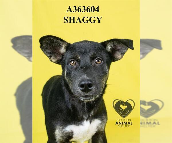Medium Photo #2 Mutt Puppy For Sale in Stockton, CA, USA