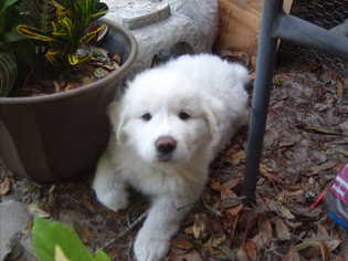 Australian Shepherd-Great Pyrenees Mix Puppy for sale in YULEE, FL, USA