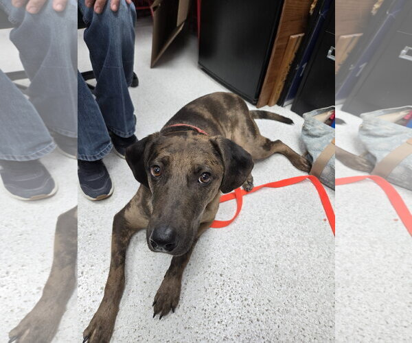 Medium Photo #2 Catahoula Leopard Dog-Unknown Mix Puppy For Sale in Montello, WI, USA
