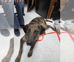 Bugsy - Male Catahoula Leopard Dog-Unknown Mix Dog for Adoption - Photo #2