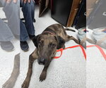 Small #1 Catahoula Leopard Dog Mix