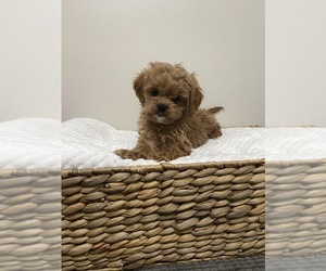 Cavapoo Puppy for sale in BEECH GROVE, IN, USA