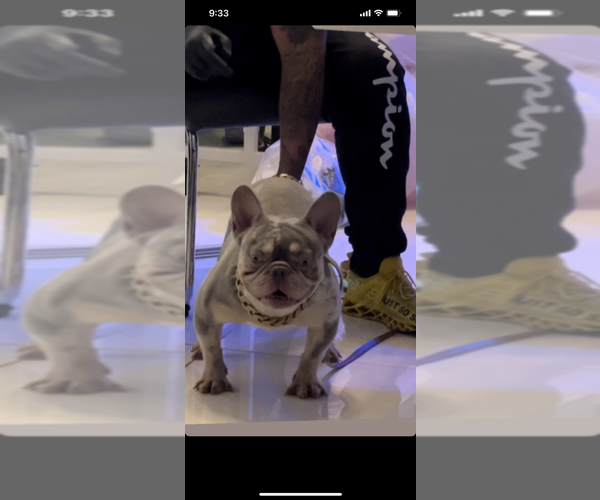 Medium Photo #1 French Bulldog Puppy For Sale in OPA LOCKA, FL, USA
