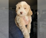 Small #6 Lhasa Apso