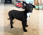 Small #14 Labrador Retriever Mix