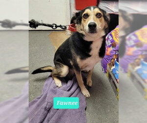 Australian Shepherd-Coonhound Mix Dogs for adoption in Richmond, IN, USA