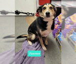 Small Australian Shepherd-Coonhound Mix