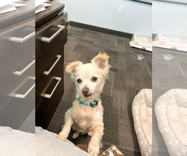 Medium Photo #7 Chihuahua-Unknown Mix Puppy For Sale in Newport Beach, CA, USA