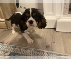 Cavalier King Charles Spaniel Puppy for sale in DRIVER, VA, USA