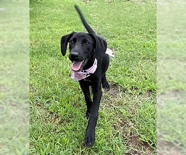 Medium Photo #2 Mutt Puppy For Sale in Genesee, WI, USA