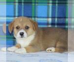 Small Photo #1 Pembroke Welsh Corgi Puppy For Sale in DANVILLE, PA, USA