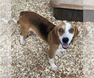 Bagle Hound Dogs for adoption in Huntsville, AL, USA