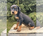 Small #2 Rottweiler