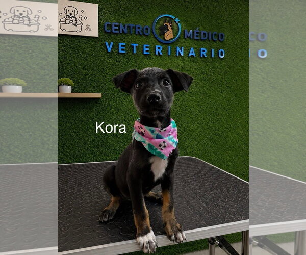 Medium Photo #8 Mutt Puppy For Sale in Queen Creek, AZ, USA