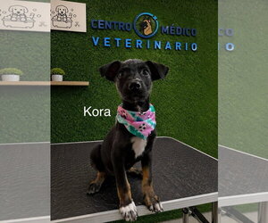 Kora - Female Mutt Dog for Adoption - Photo #8