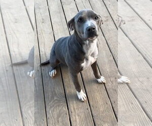 American Bulldog-Unknown Mix Dogs for adoption in Tarrytown, GA, USA