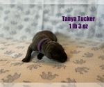 Puppy Tanya Tucker Great Dane