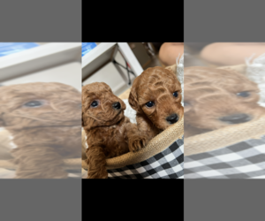 Poodle (Toy) Puppy for sale in LIVINGSTON, TX, USA