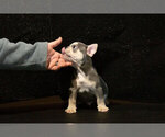Small Photo #4 French Bulldog Puppy For Sale in WEST PLAINS, MO, USA