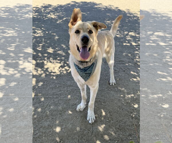 Medium Photo #4 Shepradors Puppy For Sale in Riverside, CA, USA