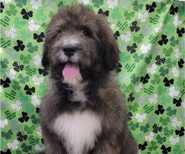Medium Photo #4 Bernedoodle Puppy For Sale in BLAKESBURG, IA, USA