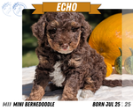 Small #9 Miniature Bernedoodle