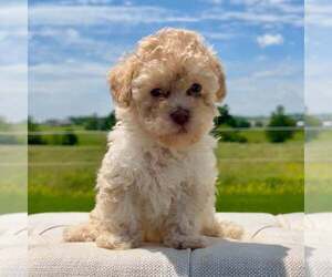 Poodle (Toy) Puppy for sale in LEXINGTON, KY, USA
