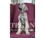 Small Photo #1 Great Dane Puppy For Sale in DANIELSON, CT, USA